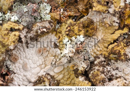 Strange half-life lichens pattern with different species of symbiotic organisms