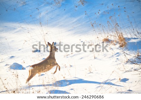 Running roe deer with sharp blue shadow on snow