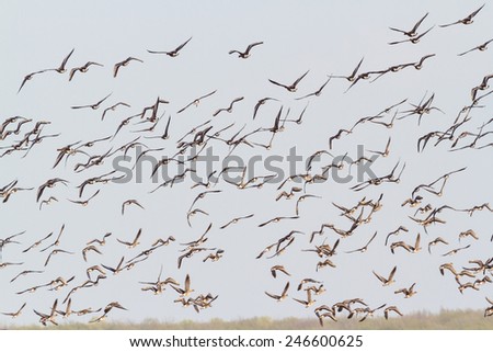 Flock of grey goose (Anser anser) flies over swampy lake in Belogorie, southern Russia