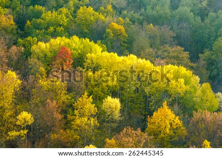 Bright colors of autumn foliage in Stenki-Izgorya site of Belogorie protected area in Belgorod region, southern Russia