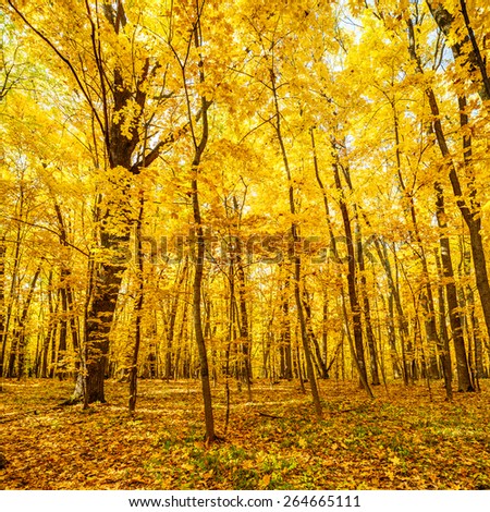 Bright yellow foliage of aspen trees in autumn oak forest, Belgorod region in southern Russia