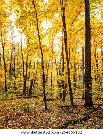 Bright yellow foliage of autumn trees in oak forest, Belgorod region in southern Russia
