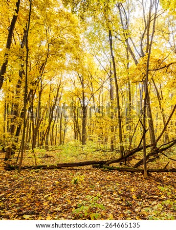 Bright yellow foliage on tall aspen trees in protected oak Forest on Vorskla, Belgorod region in southern Russia