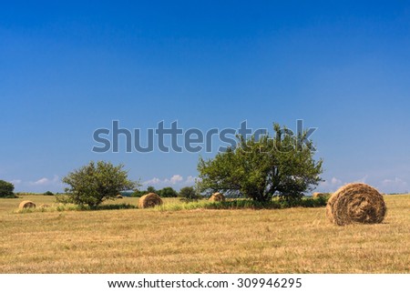 Haystacks after harvesting in Yamskaya Steppe protected area, Belogorie, southern Russia