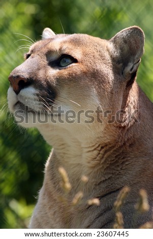 A Closeup Of An Adult Cougar Looking Up Stock Photo 23607445 : Shutterstock