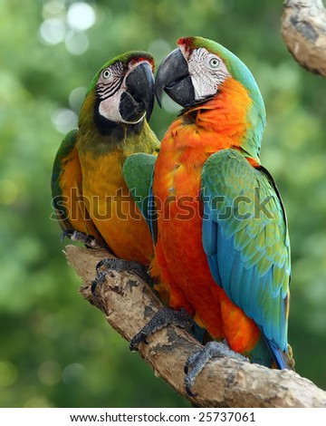 A pair of colourful Military macaws touch beaks
