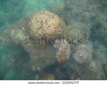 Fish Swimming near Coral Reef under the Sea