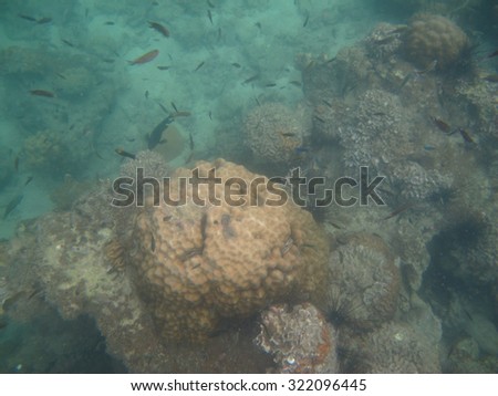Fish Swimming near Coral Reef under the Sea