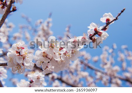 Cherry Blossom with Soft focus and color filter, Sakura season Background.