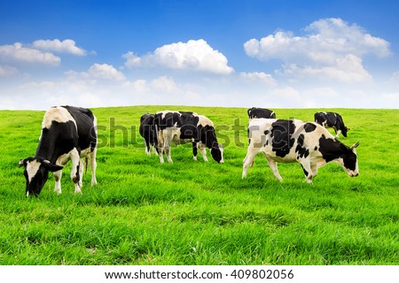 Cows on a green field and blue sky. Foto d'archivio © 