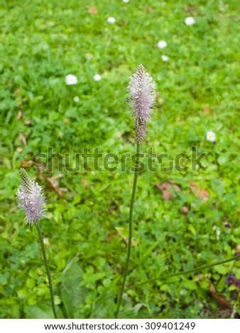 Plantago Lanceolata, Ribwort Plantain, English Plantain, Buckhorn Plantain, Narrowleaf Plantain flower macro, selective focus