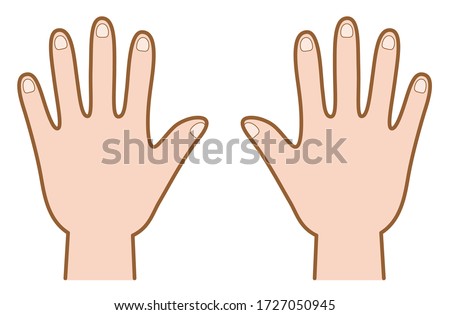Vector illustration of back of hand.
right and left hand.
