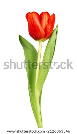 Similar – Foto Bild schöne Tulpen vor hellem Hintergrund als Geschenk zum Muttertag