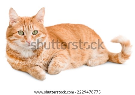 Similar – Image, Stock Photo Cute ginger cat in xmas jumper