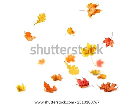 Similar – Image, Stock Photo Autumn leaves lie on a path. Fuzzy tree bush, house and passer-by in the background. Residential area