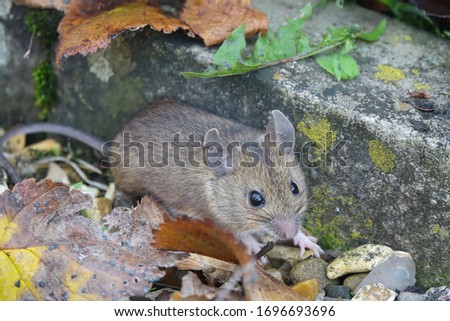House Mouse (Mus musculus) standing on ground. Zdjęcia stock © 