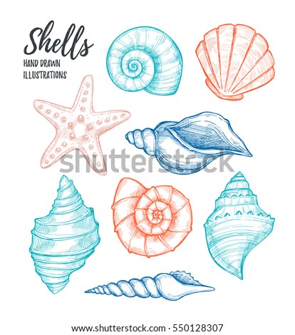 Draw a Scallop Shell in Six Steps - Carol's Drawing Blog