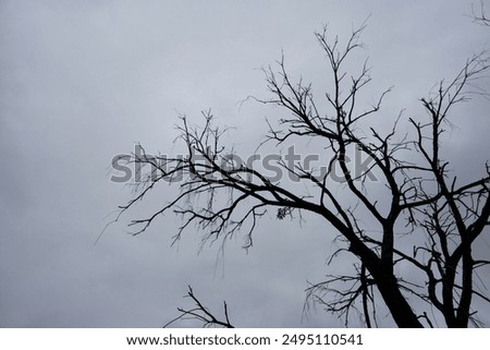 Similar – Foto Bild Baumgeist Wald Augen