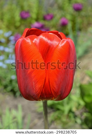 Close up  red tulip. Red tulip in the garden