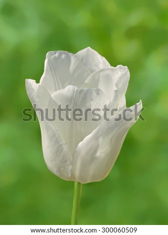 White tulip on green background. Blooming spring flower tulip