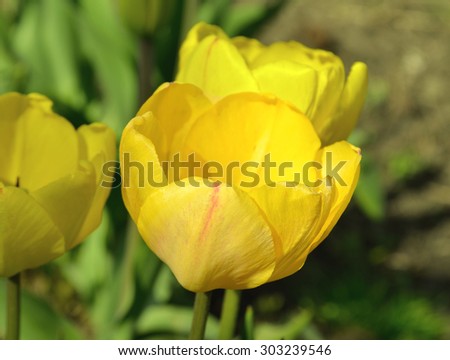Yellow tulip on green background. Blooming spring flower tulip