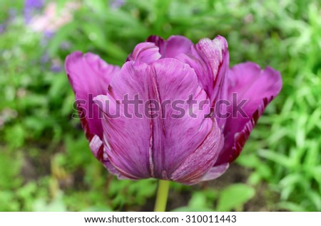 Purple tulip on a green background. Beautiful purple tulips - close up shot. Purple parrot tulip