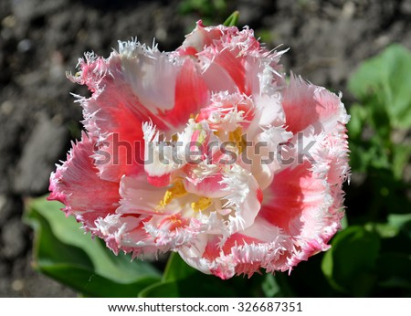 Fringed tulip Queensland. Terry fringed pink tulip.  Pink tulip fringed with white ragged edges