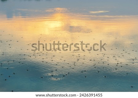 Similar – Foto Bild Wasserläufer auf Teich mit Himmelsspiegelung