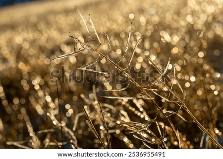 Similar – Image, Stock Photo Small ice floes on the Hohenzollern Canal