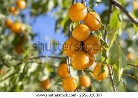 Image, Stock Photo Ripe yellow plums hanging from the tree.