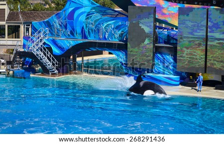 SAN DIEGO, CA/USA - NOVEMBER 23: Killer whales show in Sea World, San Diego, CA on Nov 23, 2012. Sea World is an animal theme park, oceanarium, and marine mammal park located in San Diego, CA.