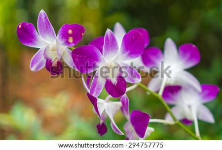 Colorful Dendrobium orchids from National Orchid garden in Singapore.