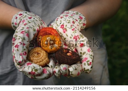 Similar – Image, Stock Photo Spring bulbs ready for transplanting. Gardening concept. Easter concept.