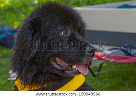 Close up of face of a Terranova rescue dog