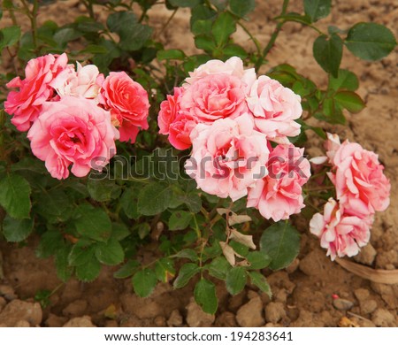 Pink roses bunch coming up from the dirt