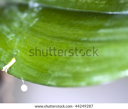 Closeup of a green leaf of orchid, with a little brilliant drop falling off