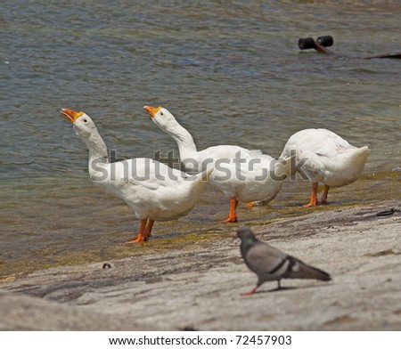 Three ducks, two with heads up, one with head down