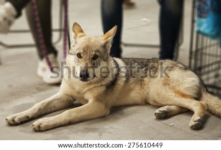 Wolf dog sitting, entire figure, horizontal image