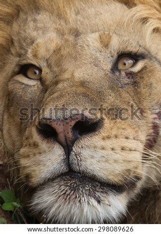 Battle scarred lion.