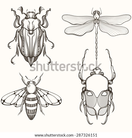 Hand Drawn Engraving Sketch Of Scarab Beetle, Maybug, Bee And Dragonfly ...