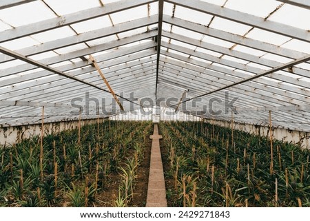 Similar – Image, Stock Photo Pineapples on a plantation with orange backlight, El Hierro, Canary Islands, Spain