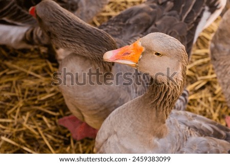 Similar – Foto Bild Bauernhof bauernhof