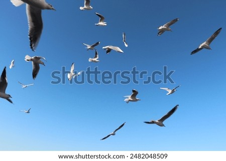 Similar – Image, Stock Photo Seagulls flying in the vivid blue sky