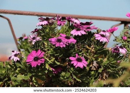 Similar – Image, Stock Photo Purple Cape Marguerite in bloom