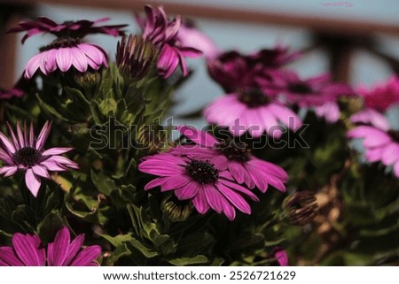 Similar – Image, Stock Photo Purple Cape Marguerite in bloom