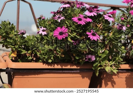 Similar – Image, Stock Photo Purple Cape Marguerite in bloom