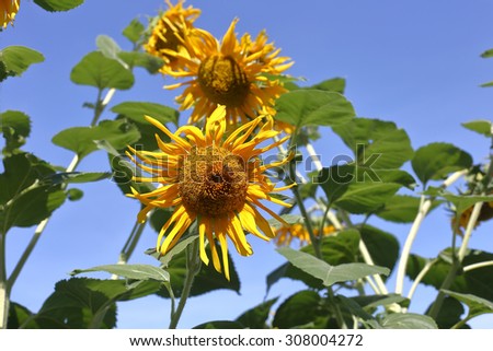 sun flower and  blue sky,Sunflower field