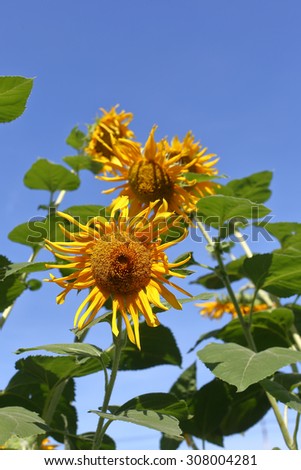 sun flower and  blue sky,Sunflower field