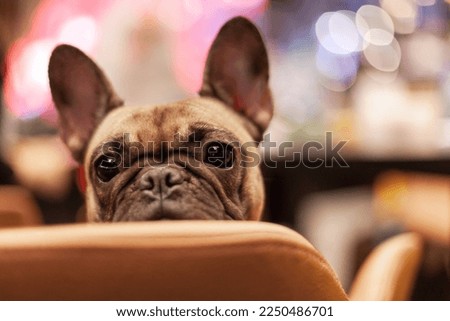 Similar – Image, Stock Photo French Bulldog with young woman in headphones smiling while lying on the couch