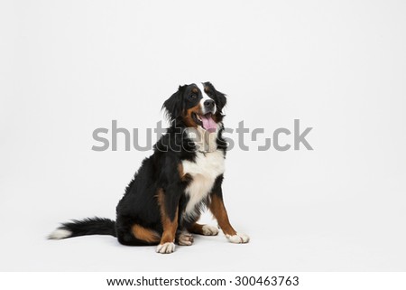 Dog Sitting on White Background with Space for Text or Image. Bernese Mountain Dog or Berner Sennenhund dog isolated.